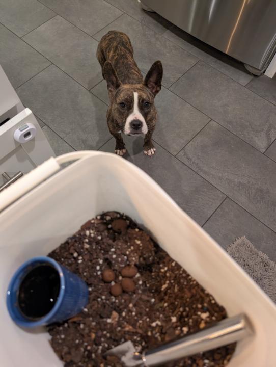 Disrupting Rituals 🤣