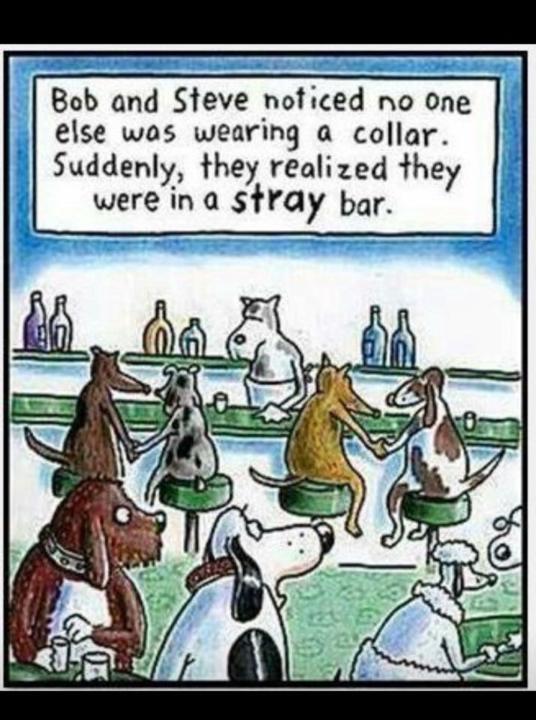 Two dogs walk into a bar...