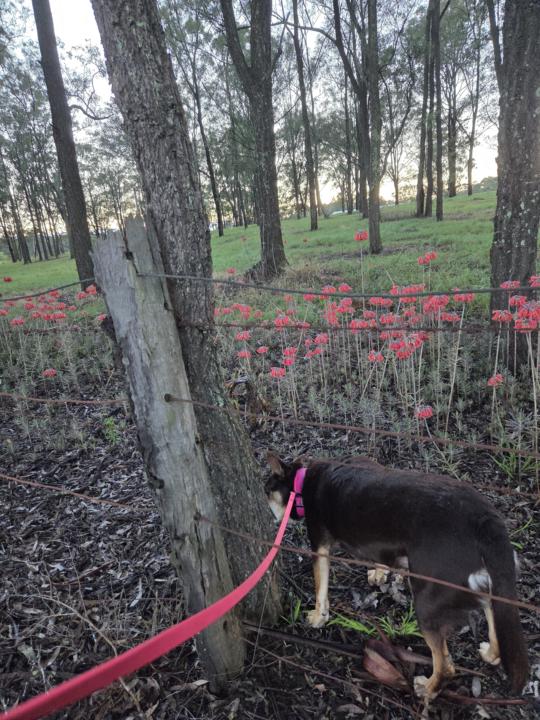 Daily walk + PAWS