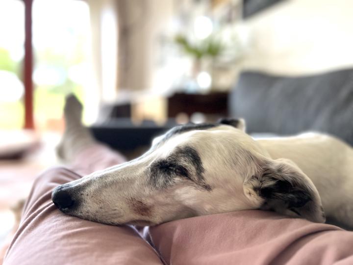The weight of a dog's head