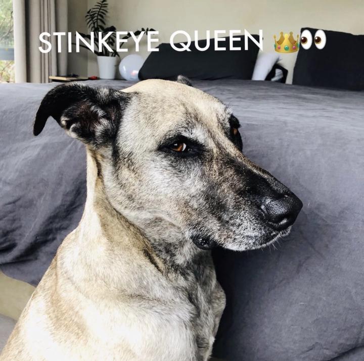 Who else’s dog has an amazing stink eye? 👀