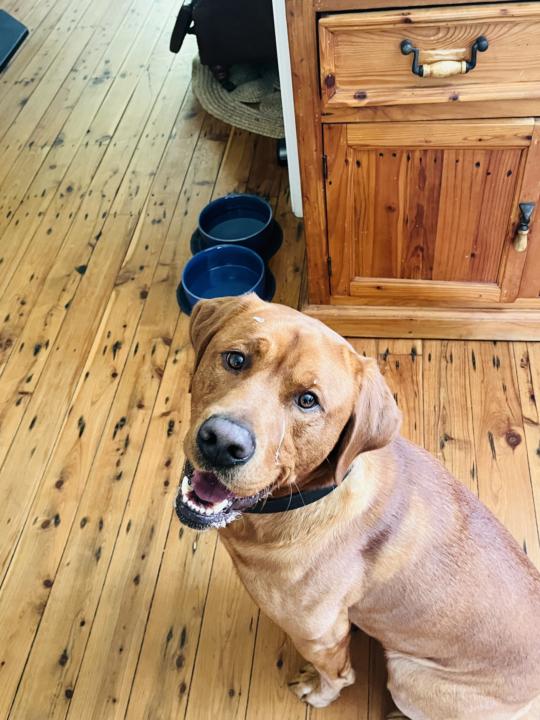 Slobber Fun