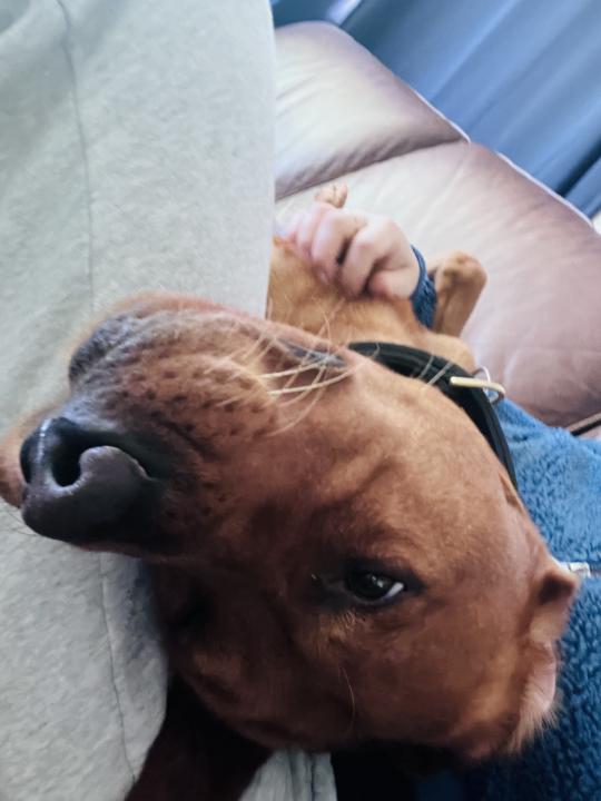 Upside down cuddles 🙃