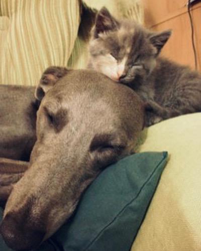 When kittens need Uncles