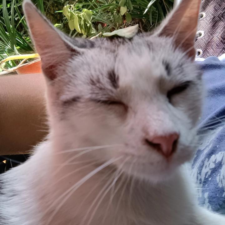 Hatethisgame Human