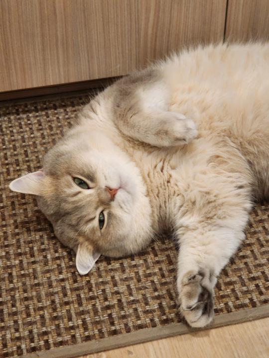 Kamolchanok Bangsuwan