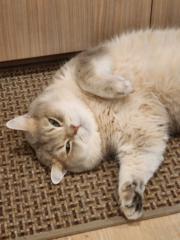 Kamolchanok Bangsuwan