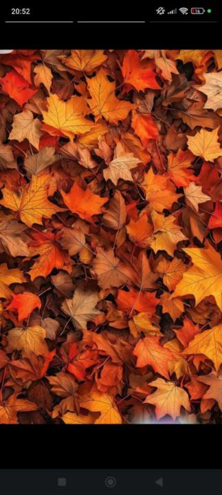 Maurine Boucheseiche