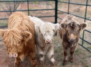 What’s One Thing You’re Curious About With Highland Cattle?