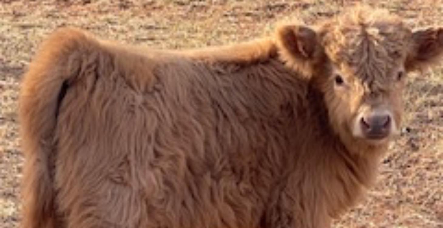 Understanding the Genetics Behind the Cattle