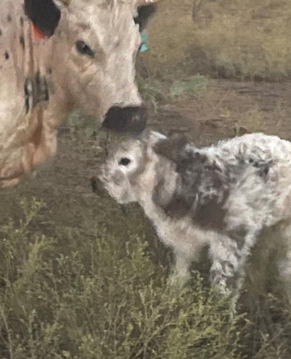 New Lesson Just Released from Chasing Dreams Ranch