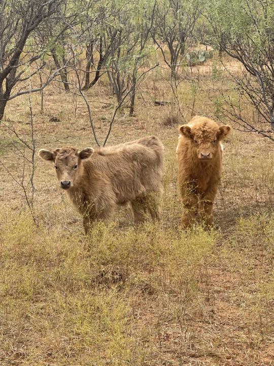   How Chasing Dreams Ranch Really Started (The Short Version)