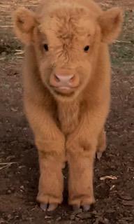 🐮✨ 5 Things Nobody Tells You About Highland Cows  (But Every Future Owner Should Know)