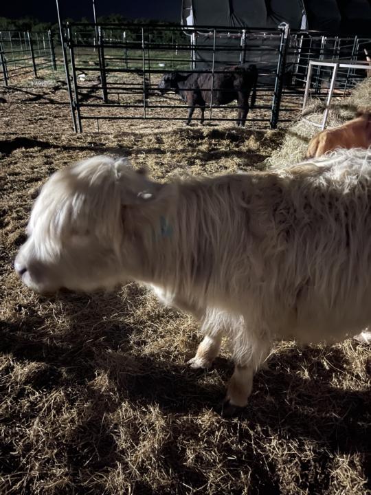 Ranch Life (mini style) 