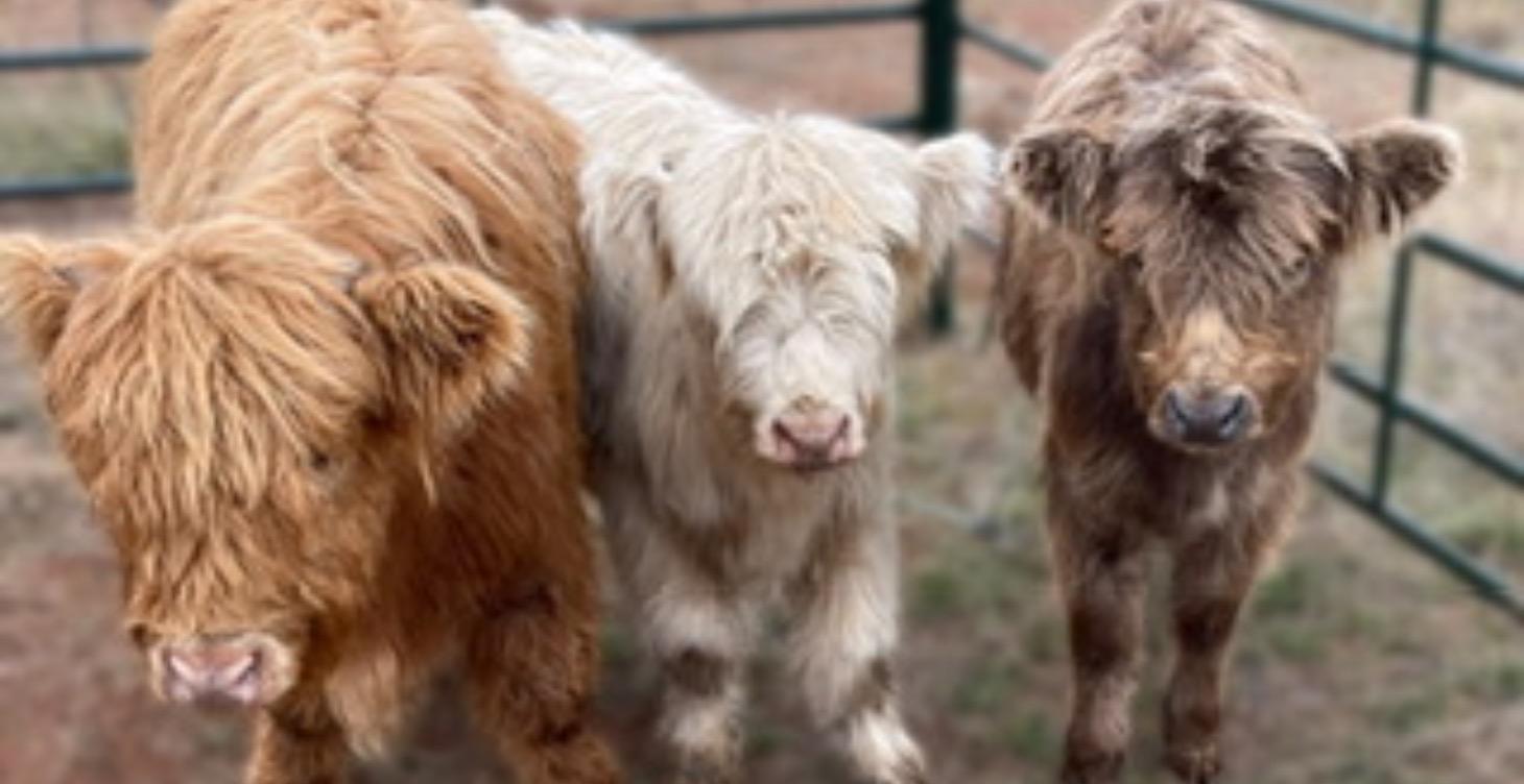 Highland Cow 101: Everything You Need to Know