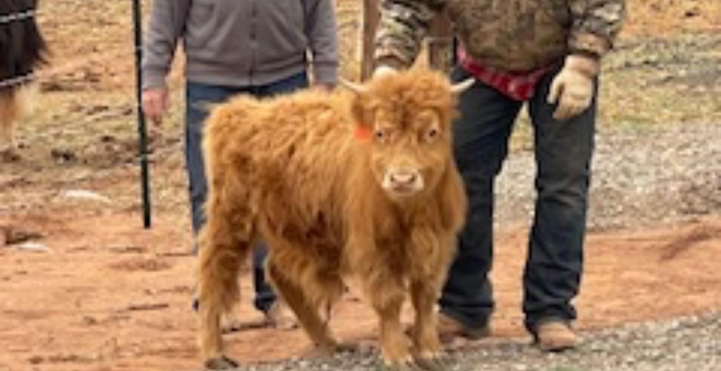 The Perfect Mini Cow: Genetics, Size & Breed Types