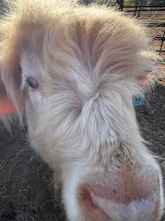 The Science Behind Why Highland Cows Are SO Fluffy 🧬🐮✨