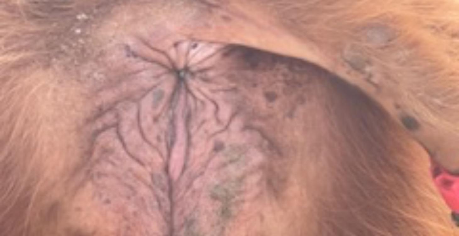 Let’s Talk Vulvas:A Cow’s Built-In Countdown Clock