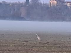 Chiara Piera Cesario