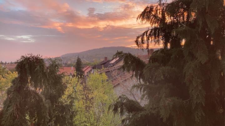 Bíbor Virág Sitkei