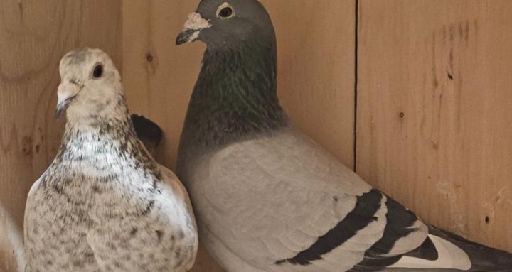 Racing Pigeons and OLR Racing