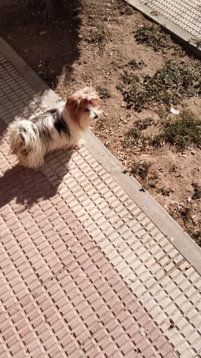 Viorel Valentín Soreata