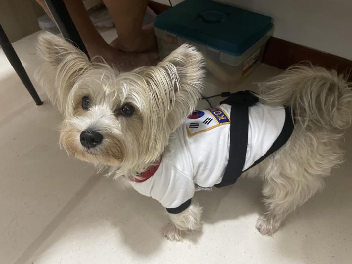 🌟 Meet Mini — the heart of The Dog Wellness Society.