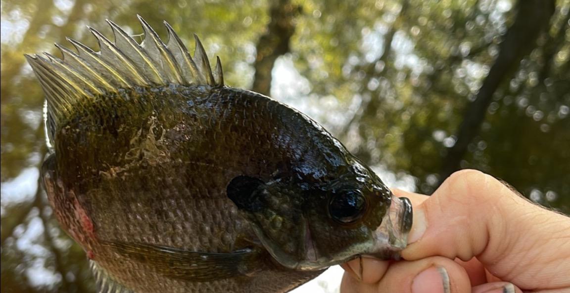 Getting started fishing