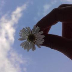 Munera Alharthii