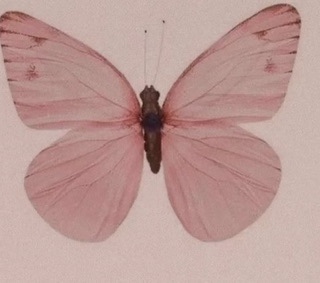 Ledia Stafa