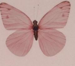 Ledia Stafa
