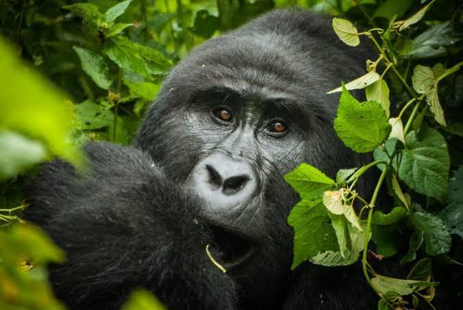 The 2026 Insider Guide to Uganda Gorilla Trekking: Beyond the Permit 