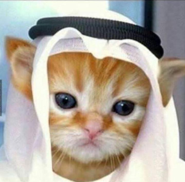 Ameen Shafeeq