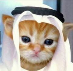 Ameen Shafeeq