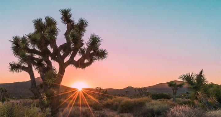 Top Joshua Tree Travel Guide