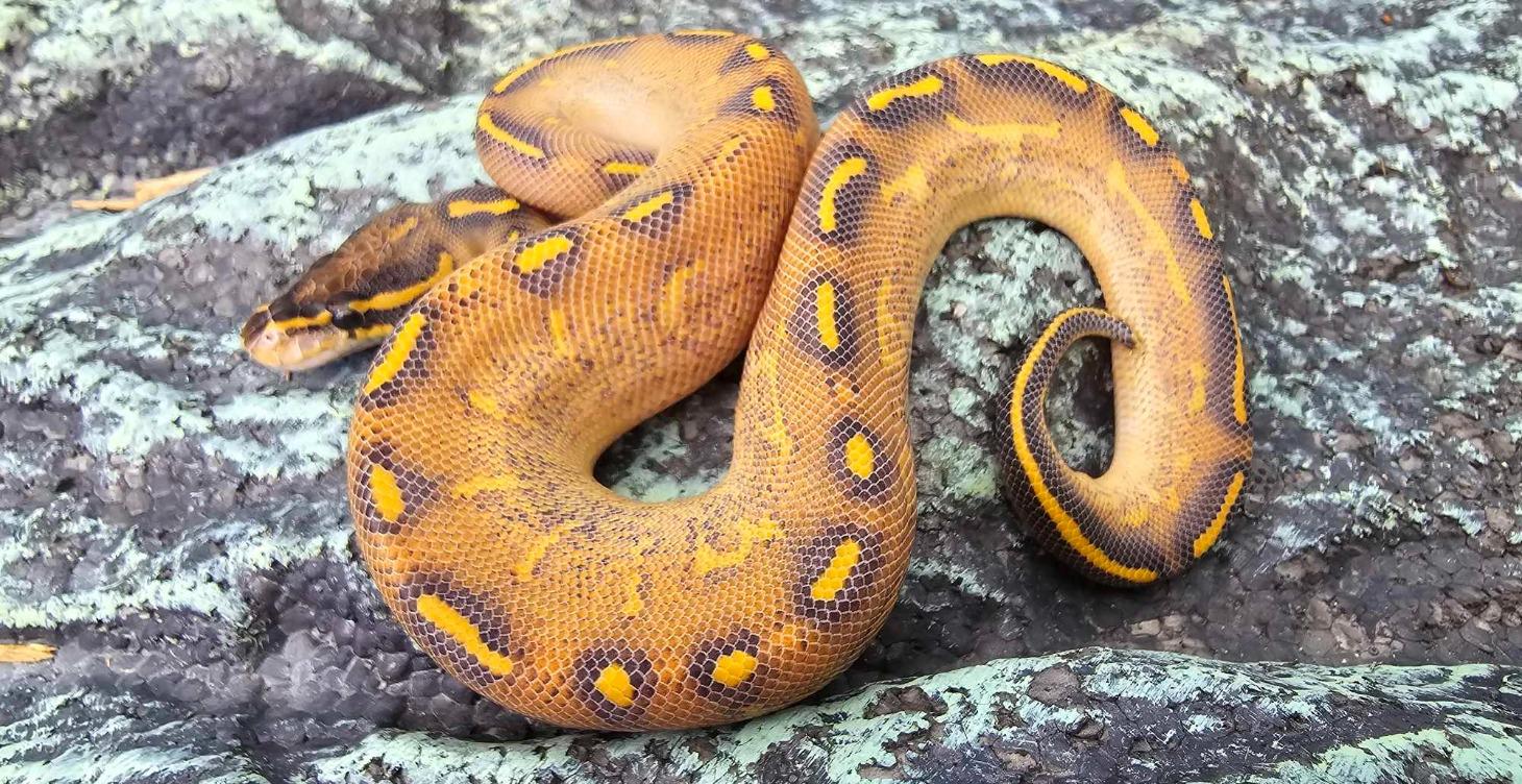 Breeding Ball Pythons