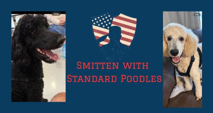 Smitten with Standard Poodles