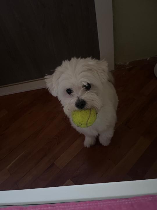 Anastazia Ljubojevic