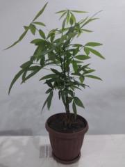 Konan Adjoua