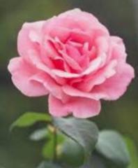 Bimal Antony
