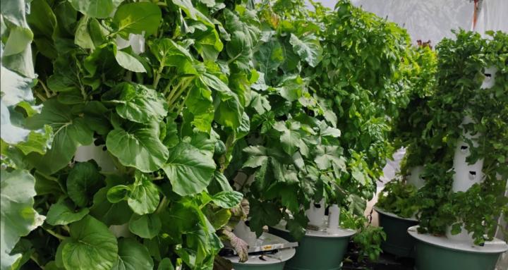 Grow Food Make Money