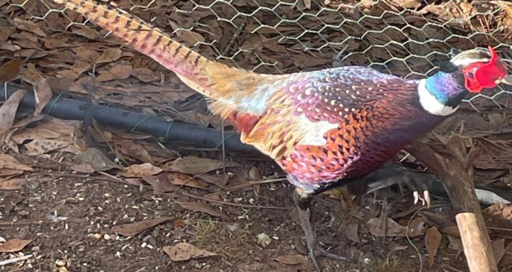 Bazan Paradise Farmily 