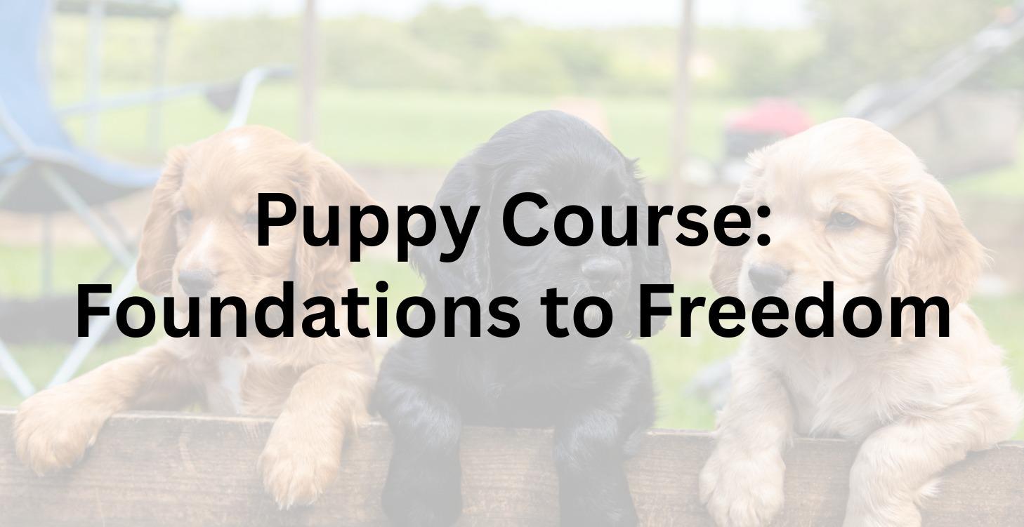 Puppy Course: Foundations to Freedom