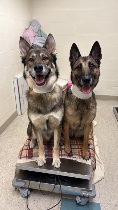 How is your dog at the vet?