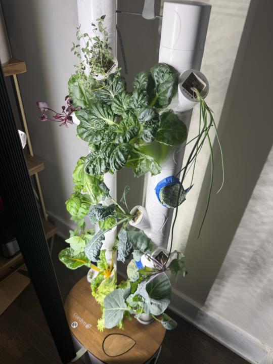 My lil Greenie