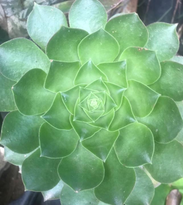 Tapiwa Washington Bimha