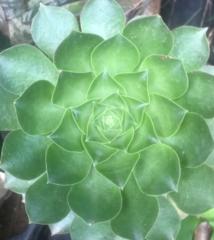 Tapiwa Washington Bimha