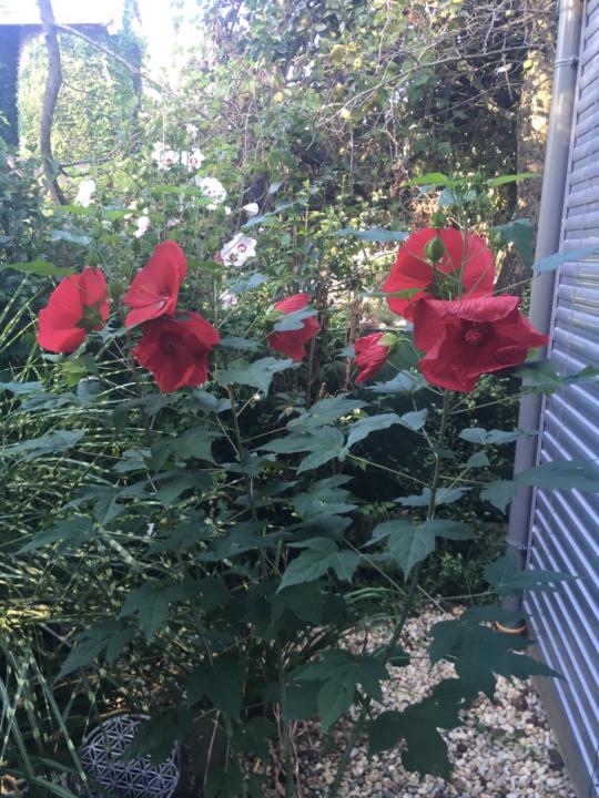 Weimüller Elisabeth