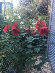 Weimüller Elisabeth