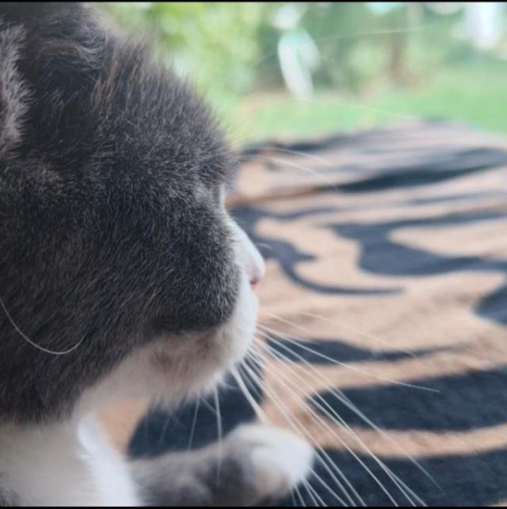 Vlad Pufu